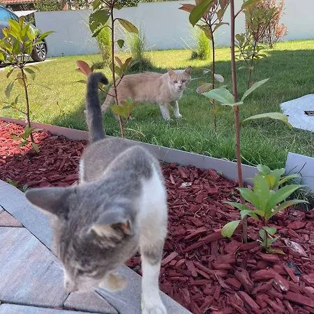 Opera Lux Hill - Relax & Free Parking * Sokobanja