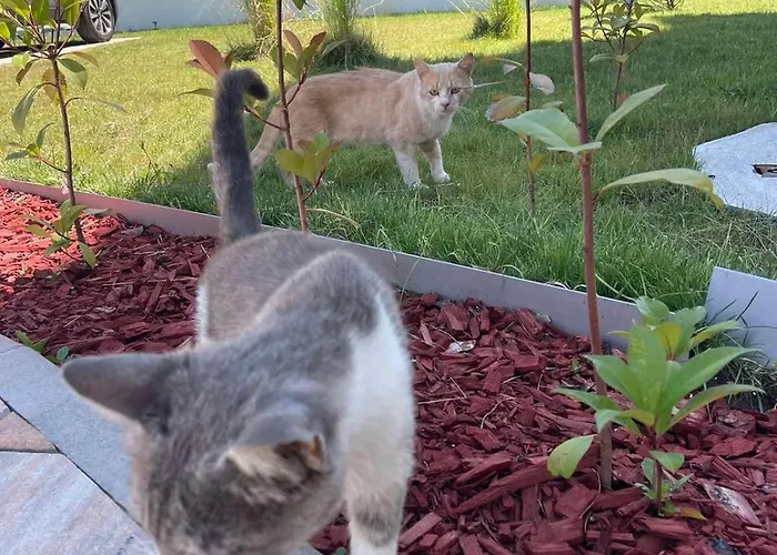 Opera Lux Hill - Relax & Free Parking * Soko Banja